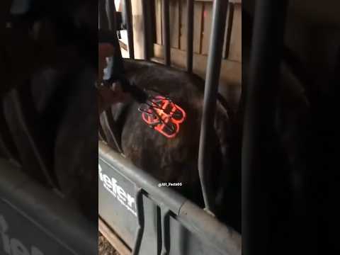 Branding on horses!!| #shorts