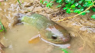 Catching Climbing Perch Fishing in rainy weather | Daily Life Fishing in Rainy Season #fishing