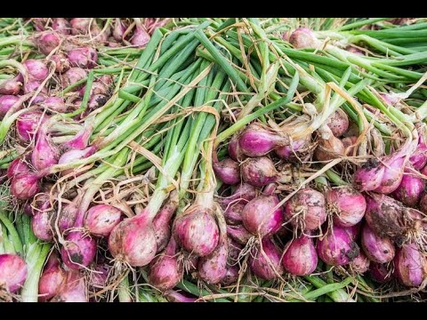 CARA MENANAM BAWANG MERAH DI BAN BEKAS DARI UMBI HINGGA PANEN