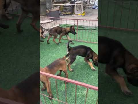 mischievous puppy #germanshepherd #dog #puppy #funny #pets #k9 #dogtraining #cutedog #malinois #gsds