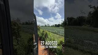 400 ettari di ananas biologico: avete capito bene