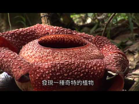 世上最大的花~萊佛士花 - YouTube(3分17秒)