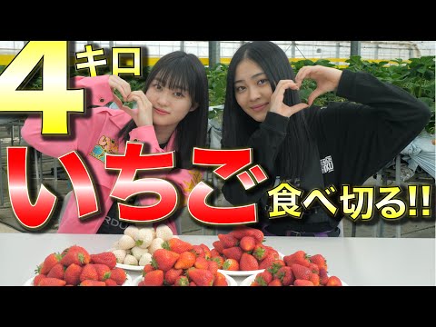 [Iginari Gundan] [Eat and compare] 4 kg of strawberries can be eaten by two people! ! [Iginari Tohoku product]