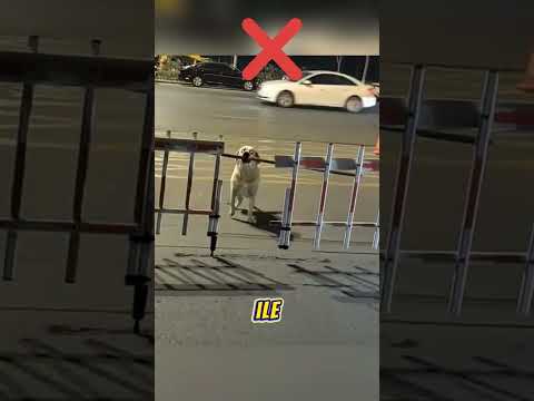 Köpekler Ne Kadar Akıllı? 😱🐶