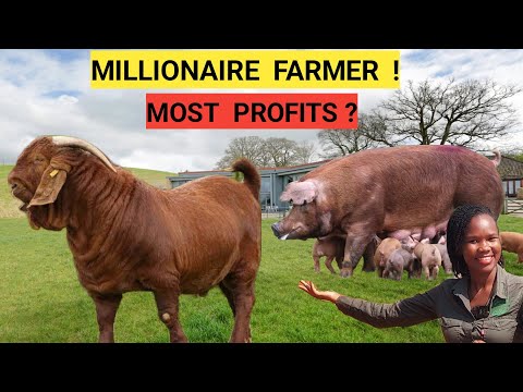 GOAT Vs PIG Farm Business, Which Is More Profitable 2025! |Market, Feeds,Housing,Water!(DETAILED)