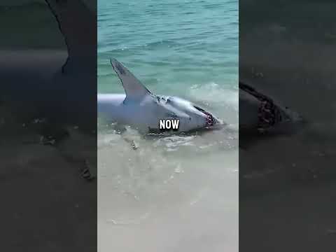 Friends Rescue Great White Shark