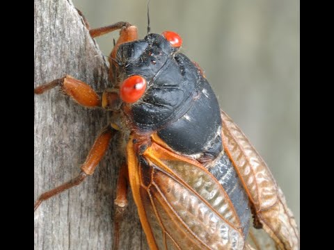 The Cicadas Are Back A Report On The Cicadas In Haysville