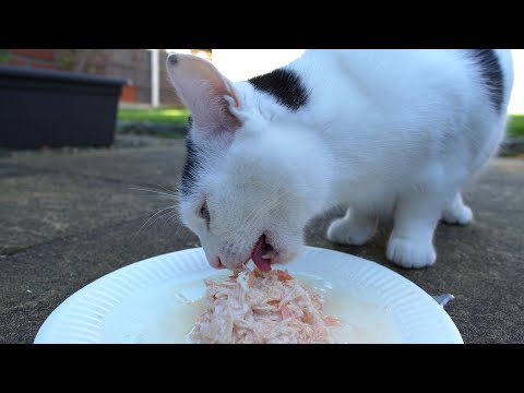 Cat Eating Chicken & Salmon (ASMR)