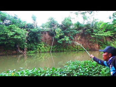 Pesta strike !! Mancing di sungai pedesaan umpan lumut