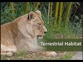 Adaptations in Various Habitats