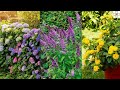 Shrubs and Their Characteristics