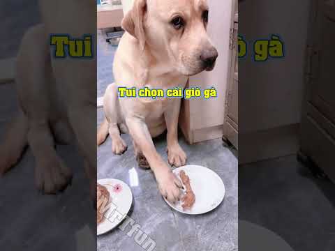 Con chó bá đạo #102 | Quá tuyệt vời, cười ra nước mắt luôn
