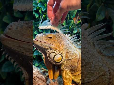 My little dinosaur 🦖 #foryou #animals #satisfying #shedding #pets #youtubeshorts #explore