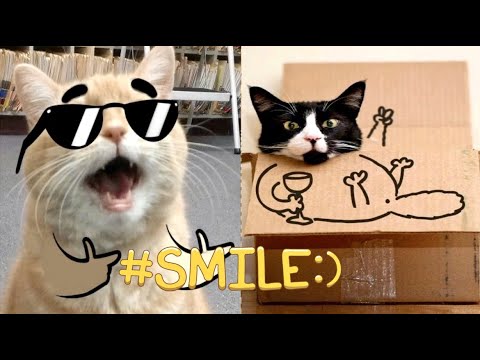 ПРИКОЛЫ С ЖИВОТНЫМИ  (часть 2)