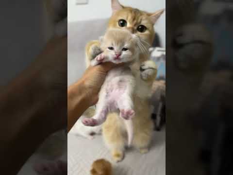 #cats #cutecat #lovepets #kitten #kittens #cute #love #funny