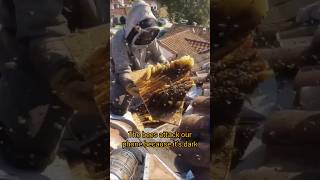 This bee hive in a roof EXPLODED
