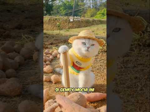 Mochi Kembali Beraksi ๐ธ #kucing #mochi #shorts