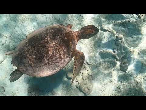 Exploring Rose Atoll (American Samoa)!