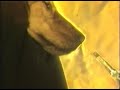 Canine Olfaction and Airflow Dynamics