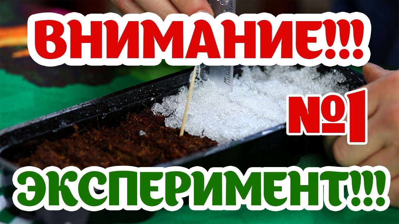 Посев земляники в грунт или снег. Что лучше?