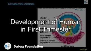 Development of Human in First Trimester