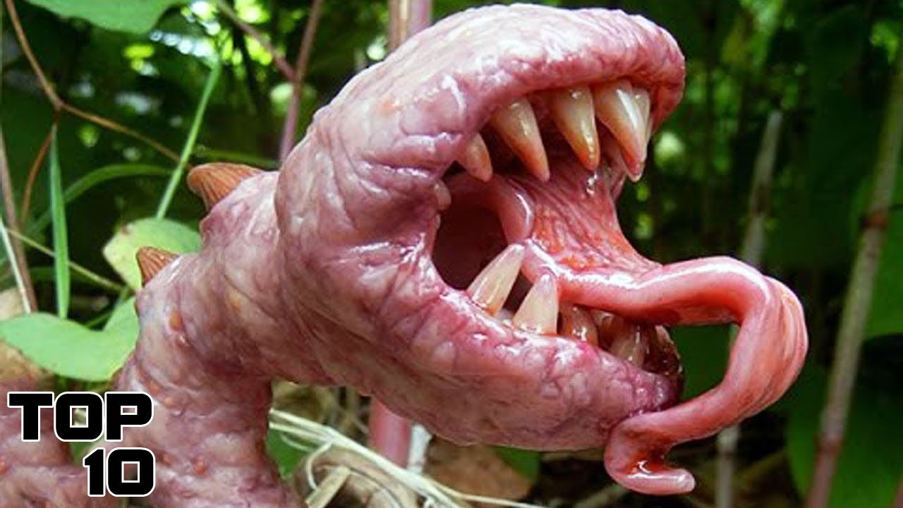 Top 10 Weirdest Creatures That Are Baffling Scientists