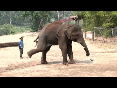 YouTube video thumbnail: Thai Elephant Park Faces Sharp Tourist Decline Amid Iran Conflict