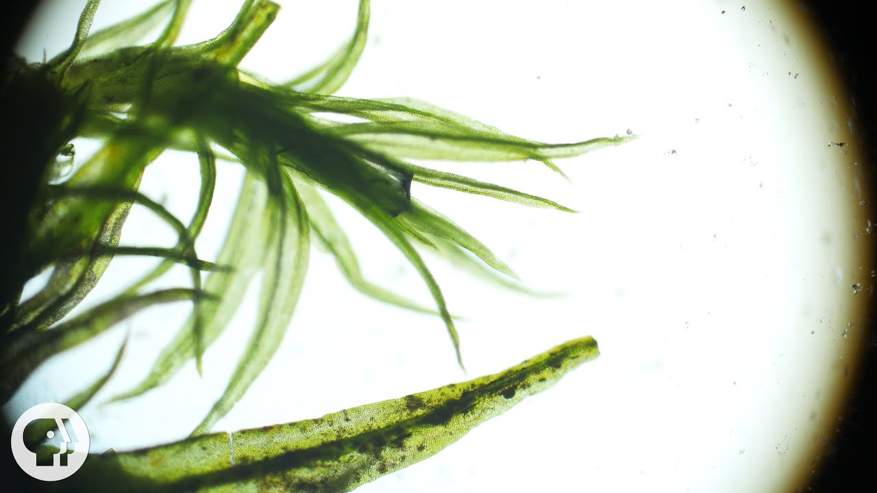 These 'Resurrection Plants' Spring Back to Life in Seconds