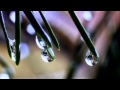 Photosynthesis and Plant Functions