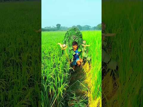 অসাধু পাখি শিকারীদের বুদ্ধি দেখুন #আসাদু#পাখি শিকারি #বিচার