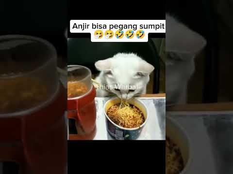 ketika besti meong ajakin makan #oyenbarbar #oyenlucu #kucinglucu