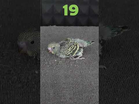 Muhabbet Kuşu Yavrusu 41 Günlük Gelişimi #shorts