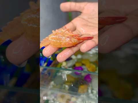 আমার ছোট একুরিয়াম Part : 01 #shorts