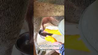 Loas Buffalo Dairy  | Milking A Buffalo