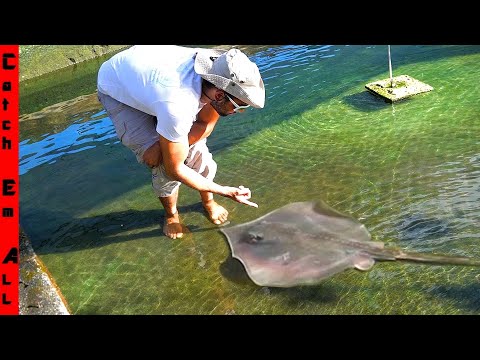 LEGAL Giant FRESHWATER STINGRAYS You can CATCH as a PET!