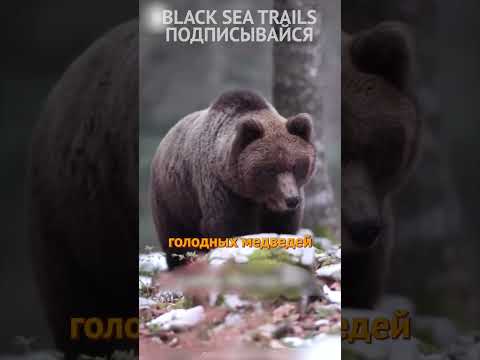 Горный велосипед и медведи! Велопокатушки. МТБ. eMTB #shorts