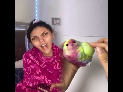 #pov