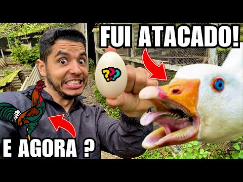 Ganso Canadense me ATACOU | Ovoscopia Índio Combatente e Ganso Indicus | Aves Recriar