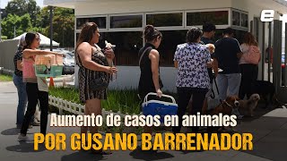 Aumento de casos de infecciones en mascotas por el gusano barrenador