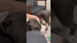 every unwanted dogs deserves the good part ❤️ | #adoptme #foster #rescuedog  #americanbully #shorts