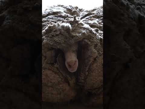 Sheep freed from 78lbs of extra wool
