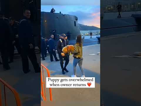 Welcome_back_soldier_?❤️@FeelingsFactory _#pet_#cat_#dog_#cute_#animals_#youtubeshorts