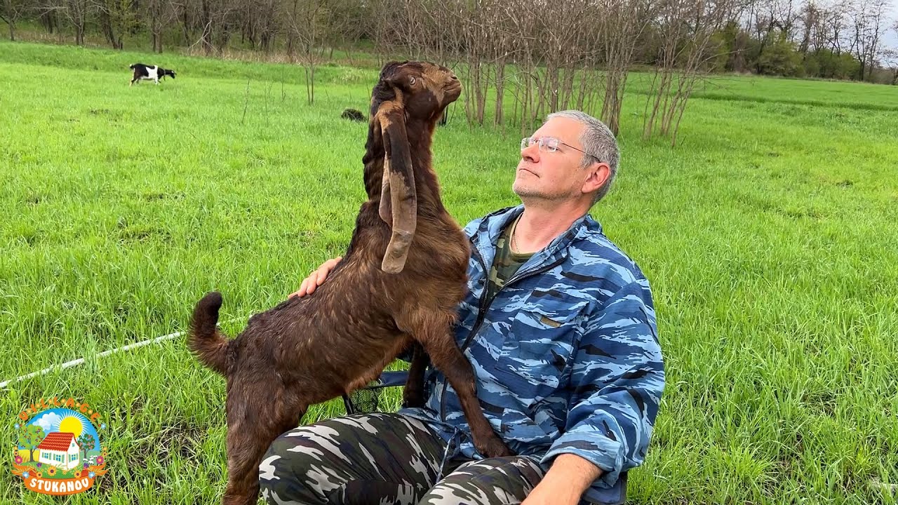 жизнь на хуторе, снова пополнение в нашем хозяйстве