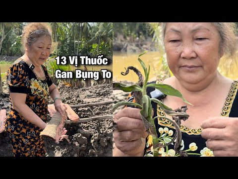 Cô Bị Gan Bụng To Chia Sẽ 13 Cây Thuốc Sơ Gan Cổ Chướng.!