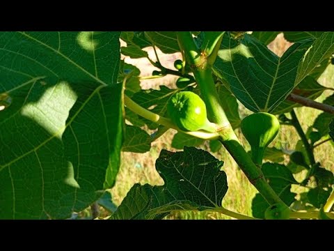 الوقت المناسب لتلقيح ثمار التين🌳 وضمان نجاح✅ التلقيح و عدم تساقط الثمار