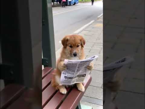 #dog #cat #cute #catlover #puppy #funny #cutecat #cartoon #funnycats #kitten