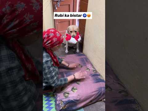 Rubi ka bistar 😘 || labra rubi || #youtubeshorts #shorts #labrador #dog #funny #memes #cute #song