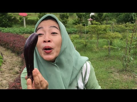 PANEN TERONG BENGKOK DAN TIMUN SERU LUCU @CHANNEL_KU1