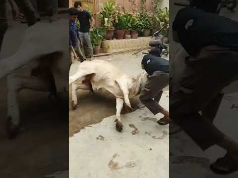 Trained qasai ??#qurbanistatus #cow #cows #shortsfeed #youtubesearch #eidmiladunnabi