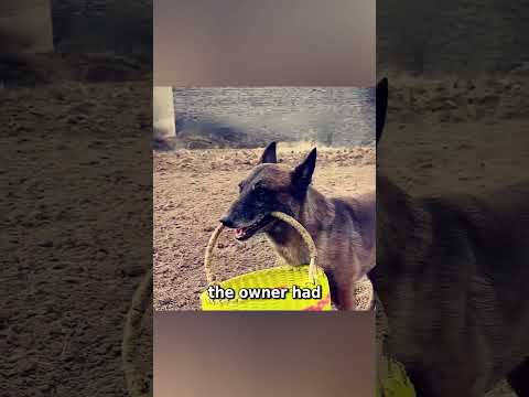 This Loyal Dog Found the Phone His Owner Forgot